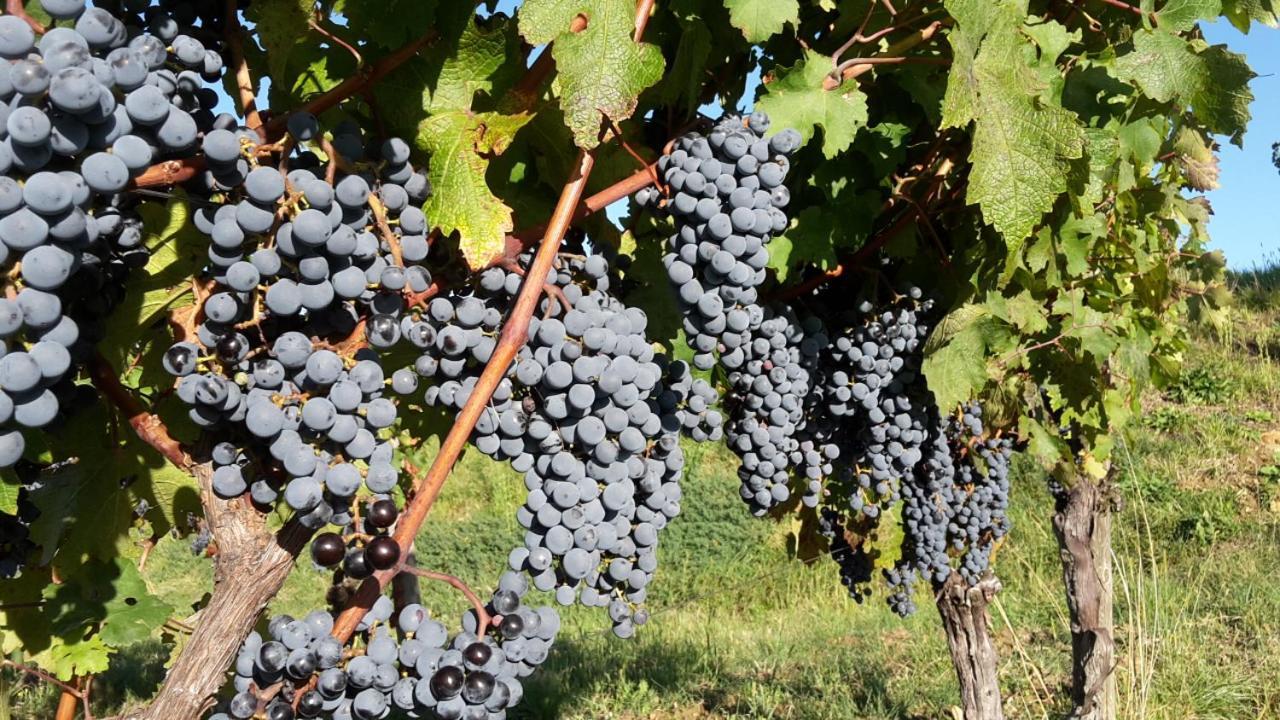 Agriturismo Casa Delle Rose Winery Ruttars Luaran gambar